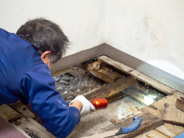 Best Mold Testing  in Red Lake Falls, MN