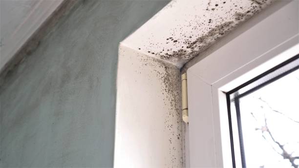 Best Crawl Space Mold Removal  in Red Lake Falls, MN