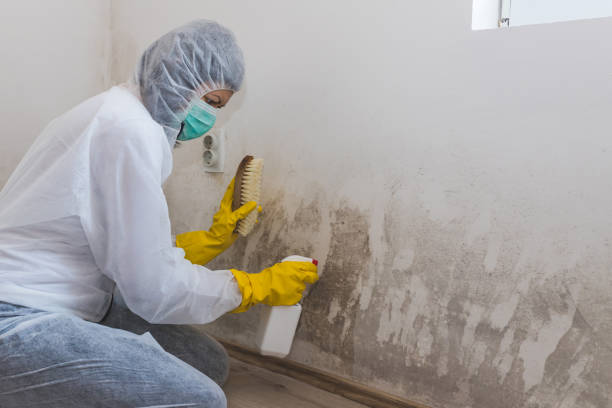 Best Professional Mold Removal  in Red Lake Falls, MN