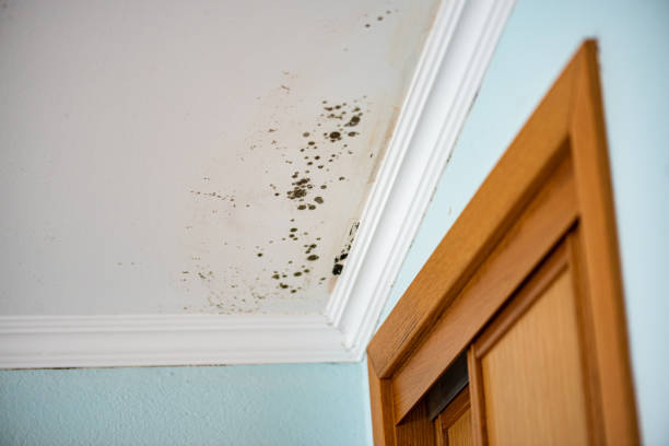 Best Mold Cleaning Services  in Red Lake Falls, MN