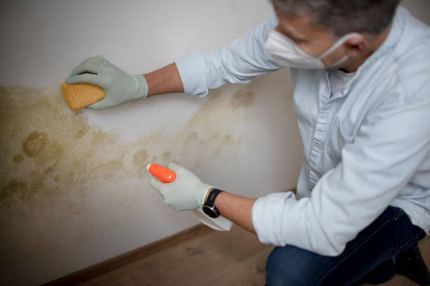 Best Office Mold Removal Services  in Red Lake Falls, MN