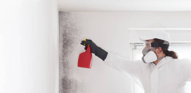 Best Fast Mold Removal  in Red Lake Falls, MN