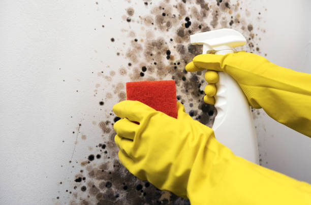 Best Certified Mold Removal  in Red Lake Falls, MN