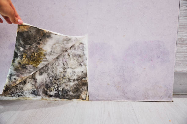 Best Attic Mold Removal  in Red Lake Falls, MN